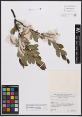 Salix bicolor Ehrh. ex Willd.